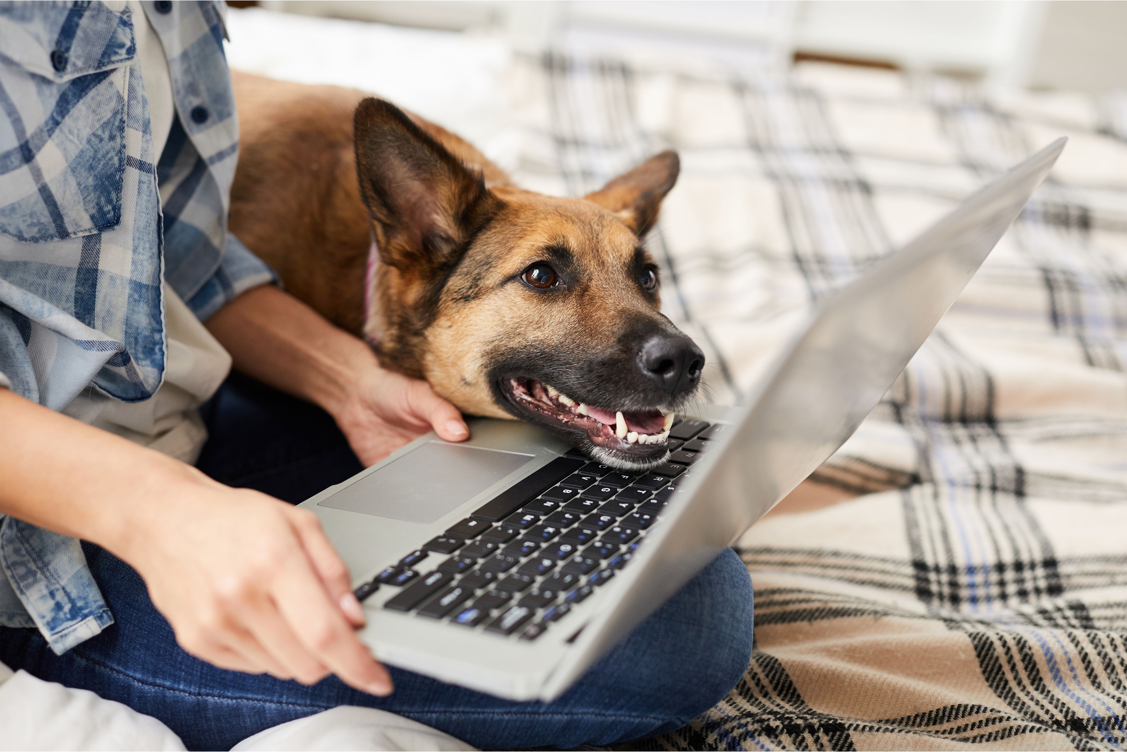 Dog beside a laptop for online learning